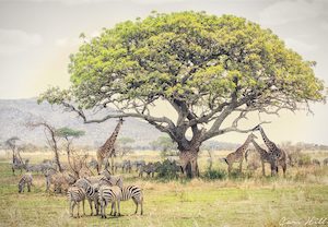 Tree of Life, Serengeti, Tanzania