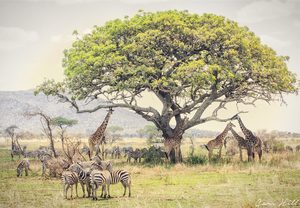 Products: Tree of Life, Serengeti, Tanzania
