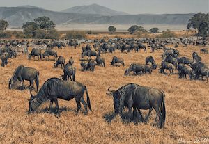 African Plain, Serengeti, Tanzania