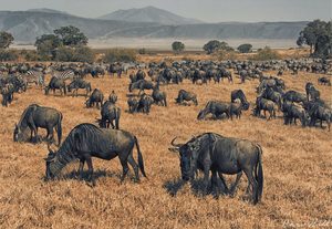 Products: African Plain, Serengeti, Tanzania