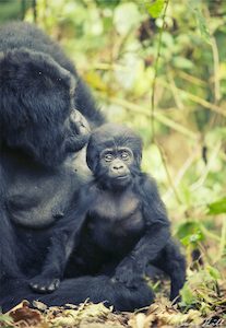 Baby Mountain Gorilla, Uganda