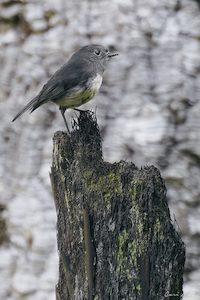 Products: New Zealand Robin