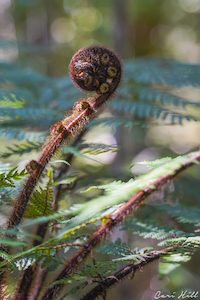 Products: NZ Fern Frond