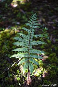NZ Fern Leaf