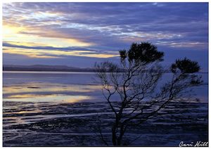 Products: Dusk, Clarks Beach, Auckland, NZ