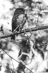 Animals: Stewart Island Robin