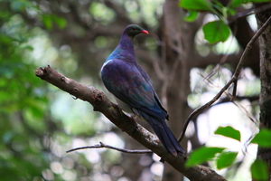 Animals: NZ Kererū (Wood Pigeon)