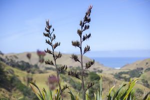 Landscape: Flax Flowers, Awhitu Peninsular
