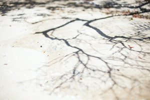 Landscape: Tree Shadow, Awhitu Peninsular