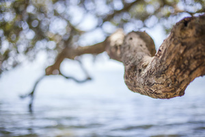 Landscape: Tree Branch, Awhitu Peninsular