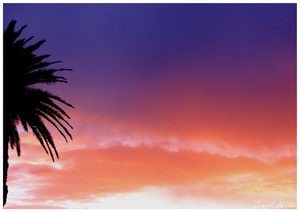 Landscape: Palm Tree Sunset, Auckland, NZ