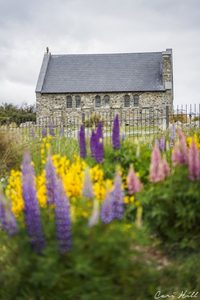 Landscape: Church of the Good Shepherd with Flowers, Lake Tekapo