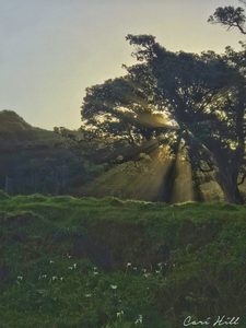 Landscape: Sunbeams, Fletcher Bay