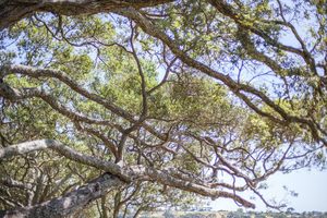 Landscape: Trees, Awhitu National Park