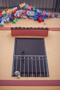 Animals: Dog in the Window, Guayaquil, Ecuador