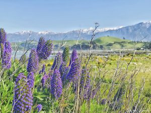 Kaikoura Flowers