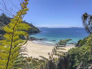 NZ Beach (Stewart Island)
