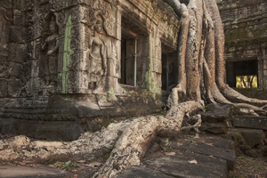 Angkor Wat Roots, Siem Riep, Cambodia