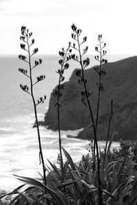 Black and White: Black and White Flax Flowers in Anawhata