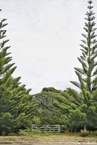 Landscape: NZ Pines