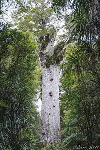 Landscape: Tane Mahuta