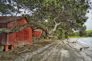 Landscape: Shakespear Regional Park