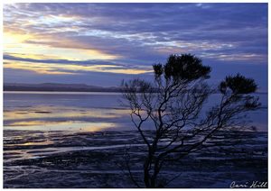 Landscape: Dusk, Clarks Beach, Auckland, NZ