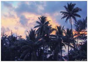 Palm Trees at Dusk, Maui, Hawaii