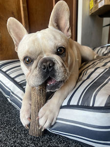 Prey Model Pellets For Dog Puppy: Deer Antler- superb as a chew treat