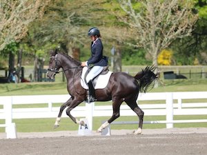 Legs Equestrian: Show Legs
