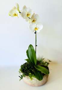 Mothers Day: Deluxe Orchid Arrangement | White Single Stem - Large