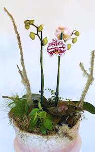 Mothers Day: Deluxe Orchid Arrangement | Coloured Double Stem - Large