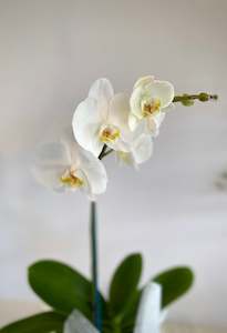 Mothers Day: Phalaenopsis Orchid Plant