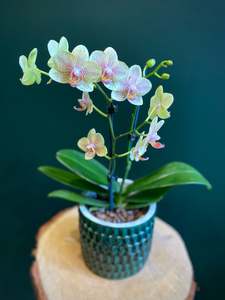 All Gifts: Miniature Phalaenopsis Orchid Plant with Ceramic Pot