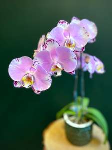 All Gifts: Phalaenopsis Orchid Plant