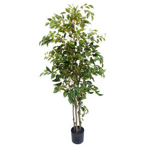 Flowers Foliage: POTTED FICUS TREE 1.5M