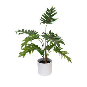 Flowers Foliage: POTTED XANADU PHILODENDRON 38CM