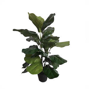 Flowers Foliage: POTTED FIDDLE TREE 69CM