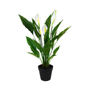 Flowers Foliage: POTTED SPATHIPHYLLUM BUSH 50CM