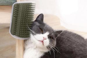 Cat Toys: Cat Self Grooming Brush