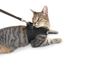 Outdoor Cat Accessories: Cat Harness with Vest