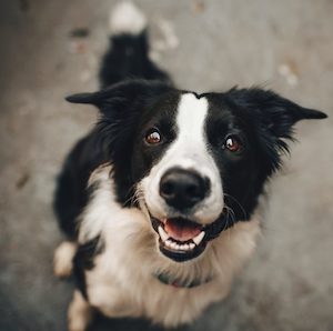 Products: – Cats & Dogs