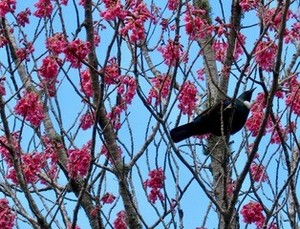 Auckland: Spring Rising – a ritual to uplift & inspire