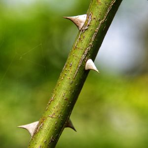Auckland: Mindfulness: Engaging in Thorny Conversations as a Celebrant