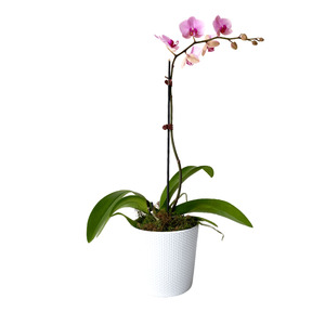 Mothers Day: Coloured Orchid in Pot - URGENT ONLY