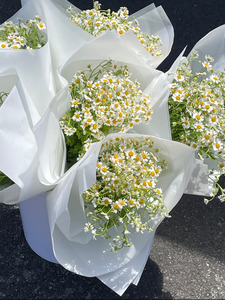 Flowers: Seasonal Stems: Daisies