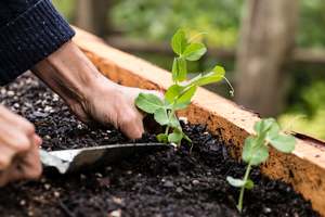 Garden Lawn Soils: Revital Garden Mix