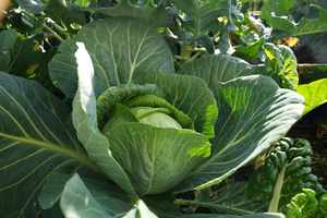 Garden Lawn Soils: Premium All Natural Vege Mix