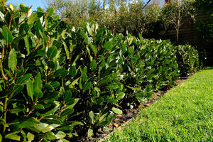 Garden Lawn Soils: Ultra Soil
