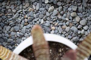 Decorative Pebbles Stones: River Pebble 20-40mm